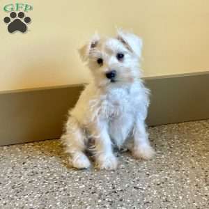 Issy, Miniature Schnauzer Puppy